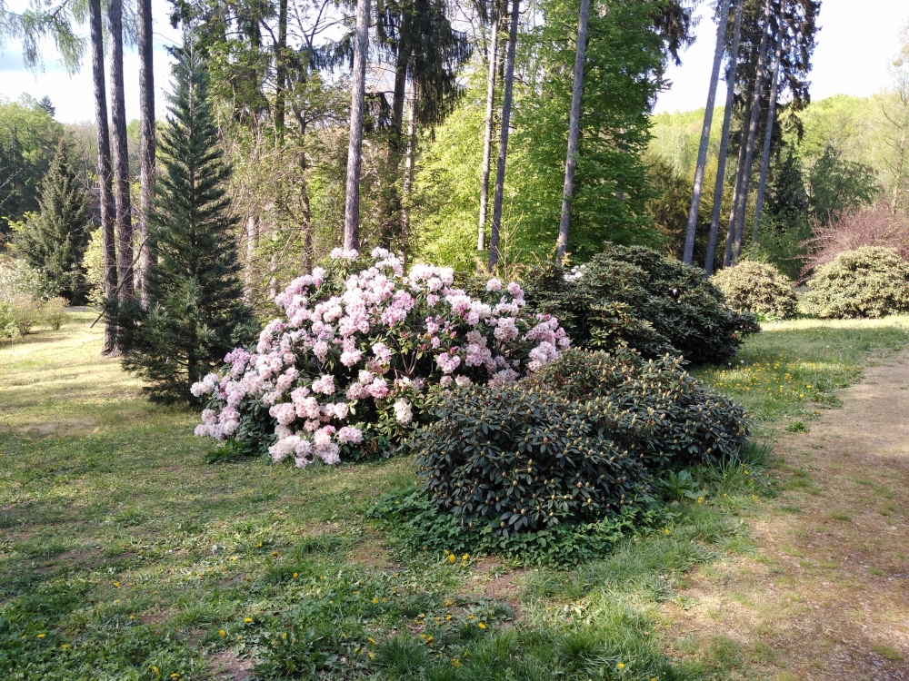 Fot 5 Aleja Rododendronw